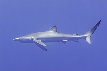 Blue Shark