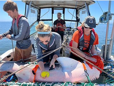 Big Fish Lab working with a shark on a boat