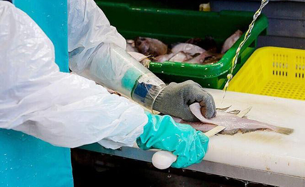Person wearing protective plastic gear, a protective fileting glove, and a latex glove, filets a fish on a counter.