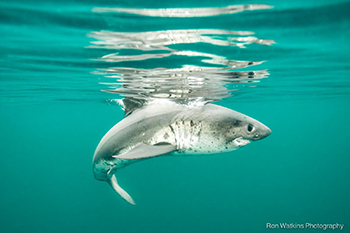 Salmon Shark