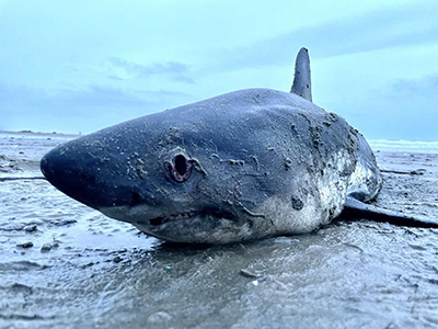 stranded shark