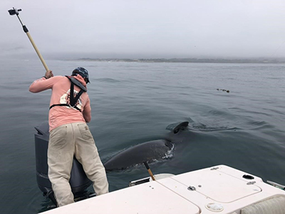 tagging shark from the boat