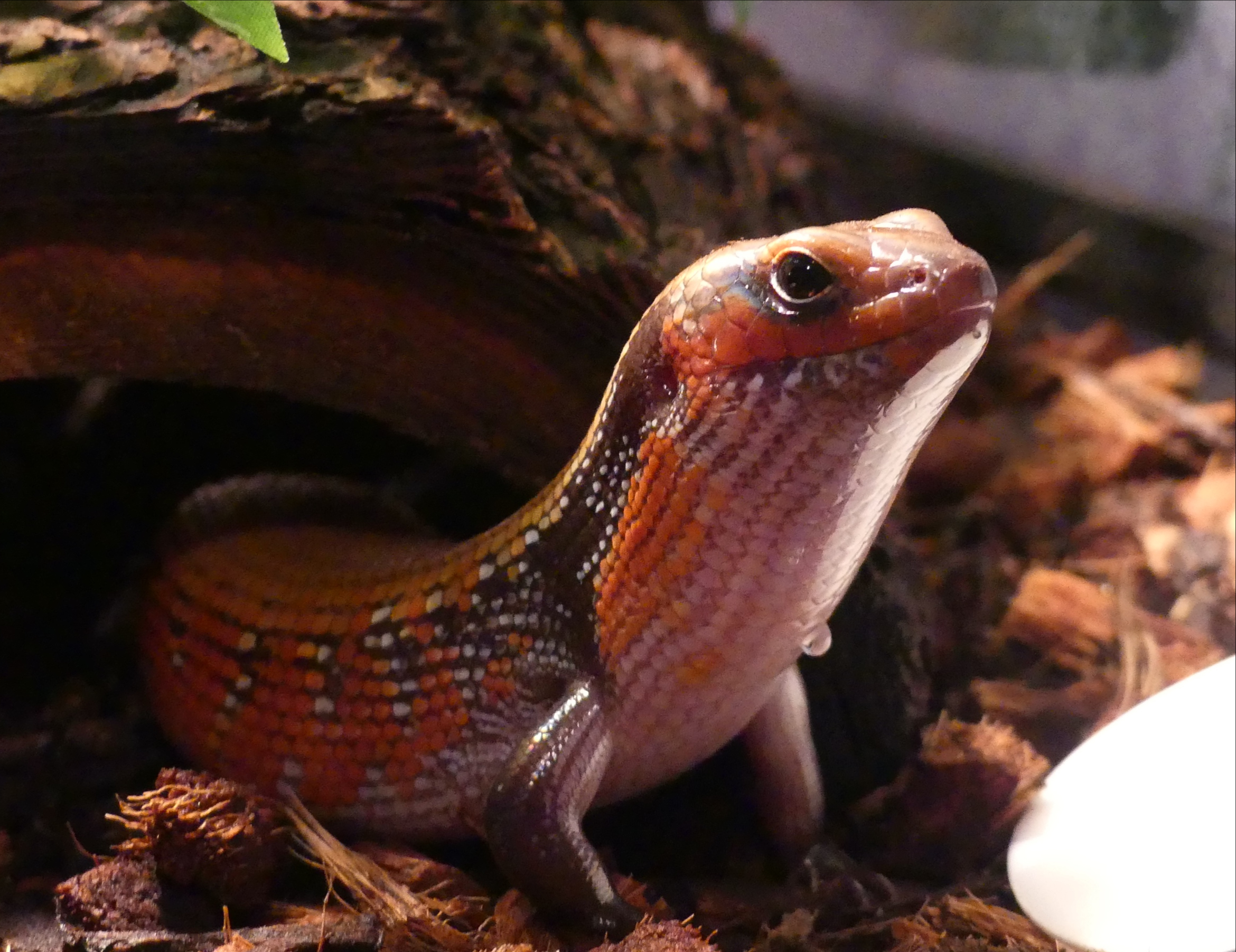 Moto, the red and black African fire skink, pokes his head out from under a log.