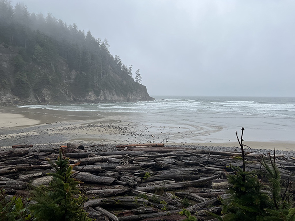 A misty photo of a beach with a forested bluff on the left and a pile of driftwood in the foreground.