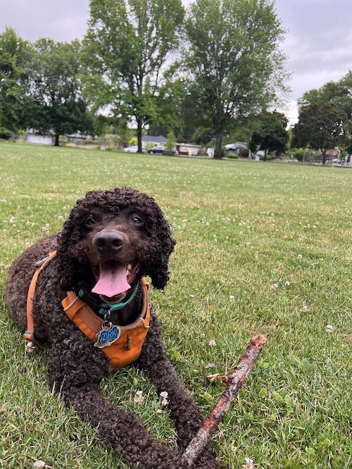 Zirk, an Irish Water Spaniel dog, lays in a grassy field.