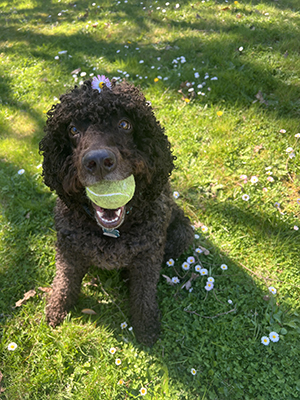 a dog named Zirk with a ball in its mouth