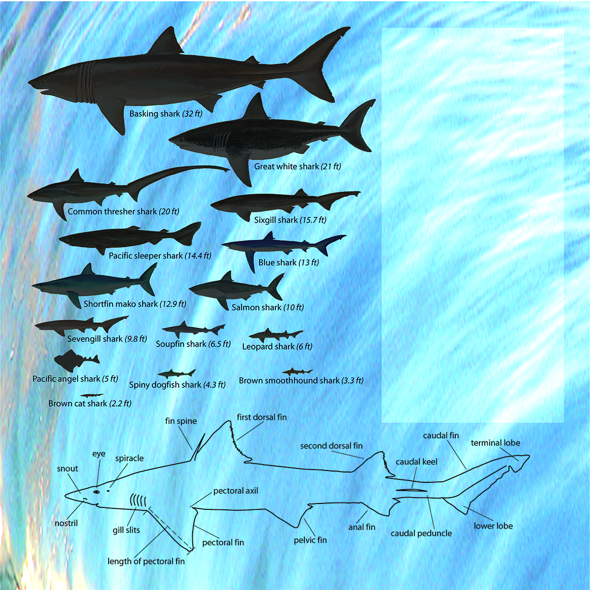 Shark size comparison chart