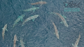 Basking sharks will exhibit a "torus" in surface waters, a giant circling group that is thought to be part of their courtship. photo credit Simon Berrow, Irish Basking Shark Group