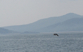 basking shark. photo credit Emmett Johnston, Irish Basking Shark Group