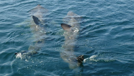 Basking sharks. *photo credit Emmett Johnston, Irish Basking Shark Group