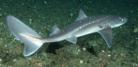 Pacific spiny dogfish