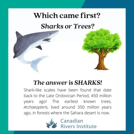 Which came first? Sharks or trees? *photo credit Canadian Rivers Institute