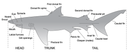 Shark diagram