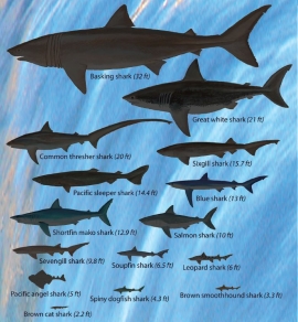 There are 15 shark species native to Oregon waters!