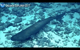 Pacific Sleeper shark. Photo credit to NOAA Fisheries 