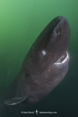 Pacific Sleeper sharks. *Photo credit to Andy Murch