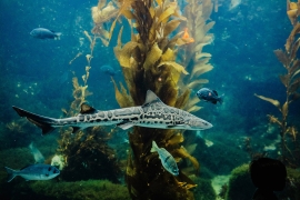 Leopard shark. *Photo credit to Birch Aquarium 