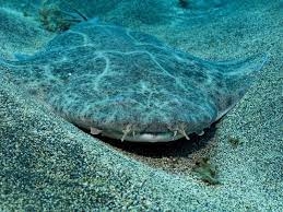 Pacific Angel shark 