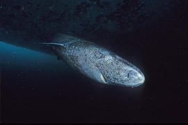 Greenland Sharks. *photo credit to NOAA - https://oceanservice.noaa.gov/facts/greenland-shark.html