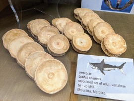 Shark vertebrae. *photo credit Mace Brown Museum of Natural History at the College of Charleston