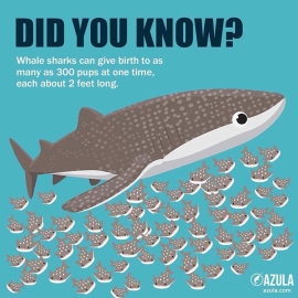 Whale sharks can give birth to as many as 300 pups at one time, each almost 2 feet long