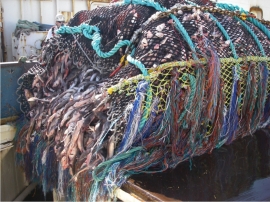 fishing nets full of fish