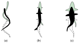 salmon shark development. *Photo credit to Yanwen and Hongzhou, 2021