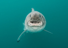 salmon shark. *Photo credit to Ron Watkins