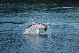 salmon shark