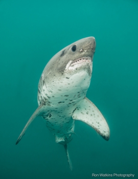 salmon shark. *photo credit Ron Watkins