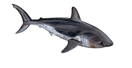 salmon shark