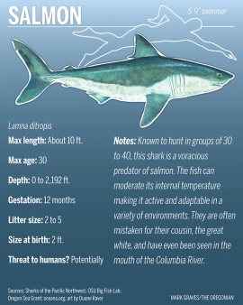 salmon shark fact sheet