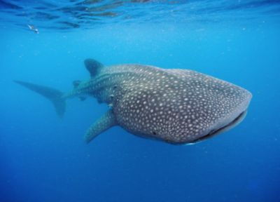 whale shark