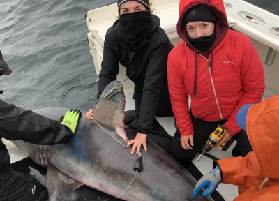 Researchers from Oregon State University, Arizona State University, and Rhode Island's Atlantic Shark Institute caught 10 pregnant porbeagle sharks and tagged them to tack their habitat (Courtesy Dr. James Sulikowski, OSU) Researchers from Oregon State University, Arizona State University, and Rhode Island's Atlantic Shark Institute caught 10 pregnant porbeagle sharks and tagged them to tack their habitat (Courtesy Dr. James Sulikowski, OSU)