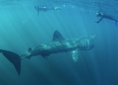 Basking Shark