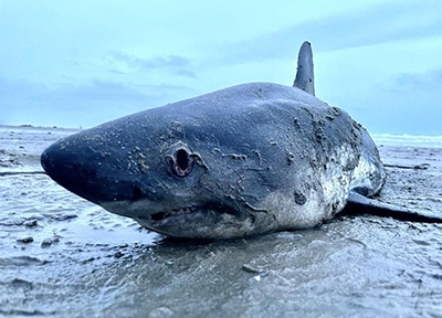 stranded shark stranded shark