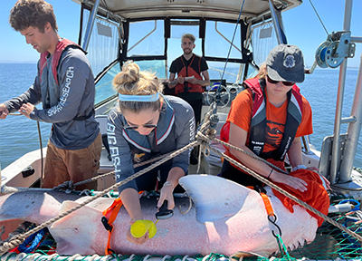 Big Fish Lab working with a shark on a boat