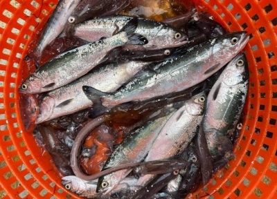Juvenile salmon in a basket. NOAA Fisheries photo.