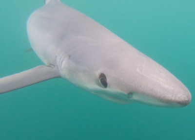 blue shark photo courtesy Hatfield Marine Science Center blue shark photo courtesy Hatfield Marine Science Center