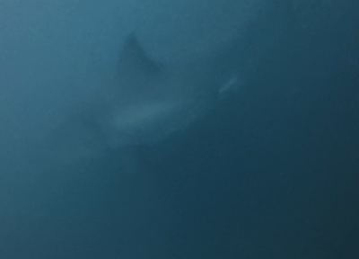 Shark swimming underwater. Photo: Vlad Siryk