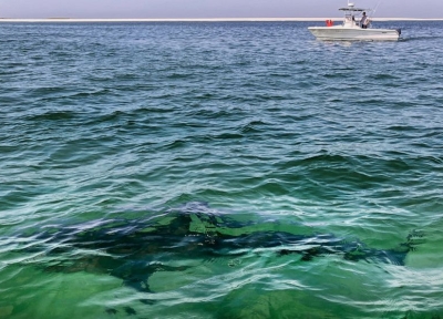 A white shark swims across a sand bar off the Massachusetts coast of Cape Cod, Aug. 13, 2021. (AP Photo/Phil Marcelo, File)