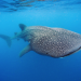 whale shark
