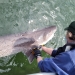 Lisa Hillier of the Washington Department of Fish and Wildlife with a broadnose sevengill shark. Credit: Jessica Schulte