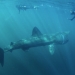 Basking Shark