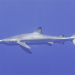 Blue Shark