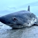 stranded shark