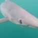 blue shark photo courtesy Hatfield Marine Science Center