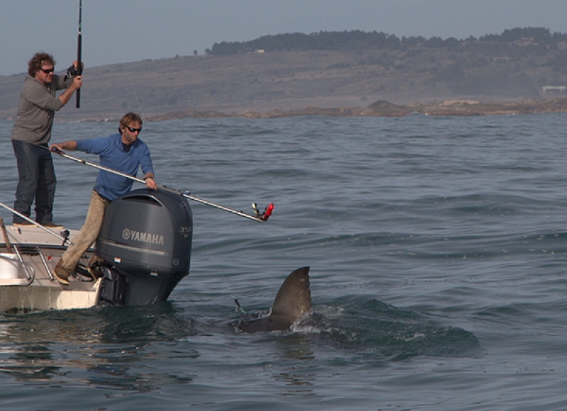 Biologging tags, like this orange one here, can provide insights into shark physiology, movements and behaviors. Biologging tags, like this orange one here, can provide insights into shark physiology, movements and behaviors.