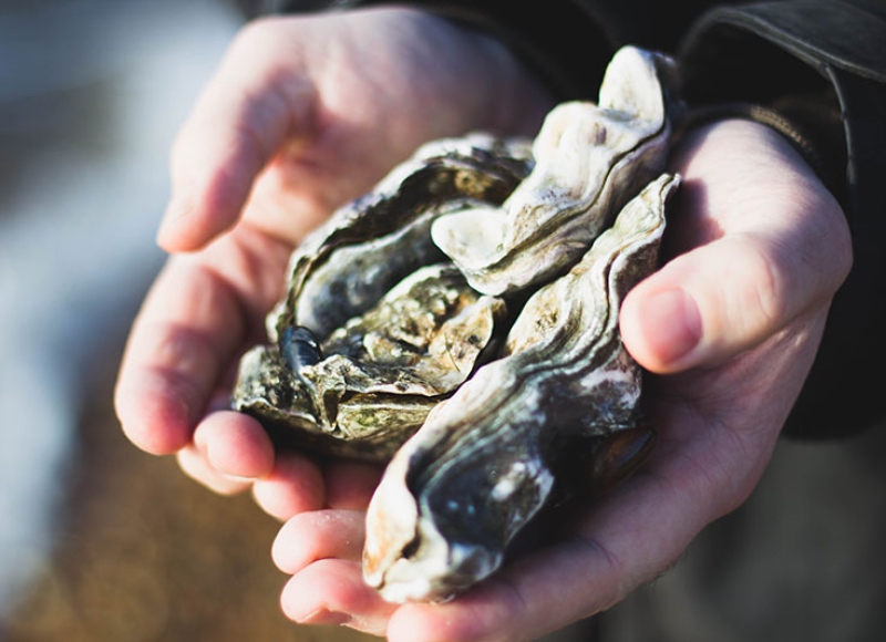 Hands holding oysters in the shell