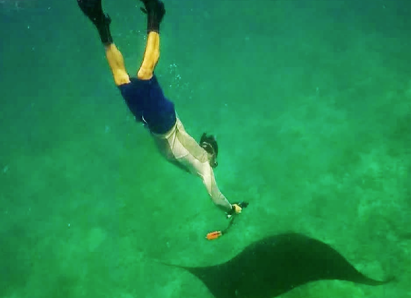 Tagging manta rays to study movements and behaviors Tagging manta rays to study movements and behaviors